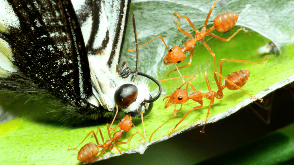 Are Ants And Butterflies Related
