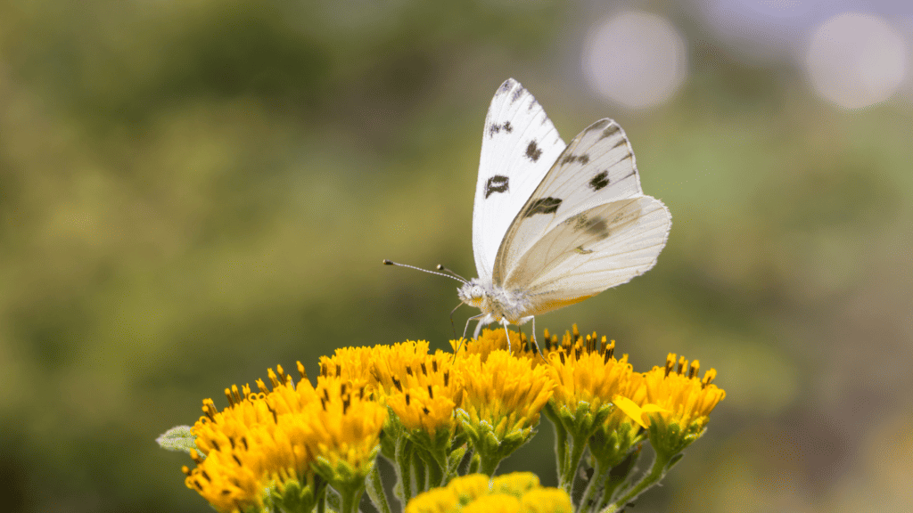 How To Identify Checkered White Butterflies? 3 Easy Characteristics 1 Identify Checkered White Butterflies